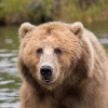 bear