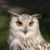 bird2