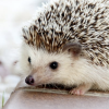 hedgehog