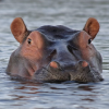 hippo